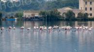 La photo du jour : les flamants roses de Chjurlinu