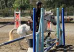 Sauts d’obstacles : 95 jeunes cavaliers en compétition à Corte