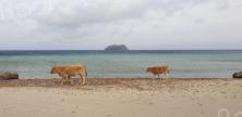 La photo du jour : les vaches de Barcaggiu