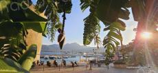 Calvi : le bananier de la tour du sel