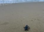 Une nouvelle éclosion de tortues caouannes sur la plage de Farinole
