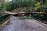 Tempêtes Ciaran et Domingos : Lancement d'un dispositif d'aide pour les agriculteurs corses 