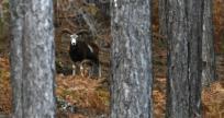 La photo du jour : Muvrone observateur