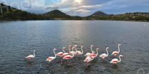 La photo du jour : les flamants roses de Santa Ghjulia 