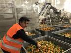 Contre le gaspillage, on transforme les clémentines non commercialisables en jus à Moriani 