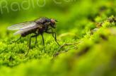 Douze nouvelles espèces d'insectes découvertes en Corse