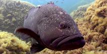 En Corse, le moratoire interdisant la pêche du corb et du mérou reconduit pour dix ans 