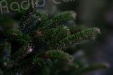 Grand Bastia : que faire de son sapin de Noël après les fêtes ? 