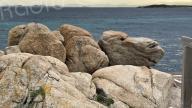 La photo du jour : Le chameau des Bouches-de-Bonifacio 