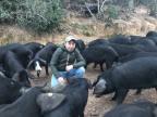 Abattre des porcs à Porto-Vecchio ? "Ca nous changerait la vie", espèrent les éleveurs 