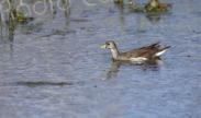   Ajaccio : Une Gallinule africaine repérée pour la première fois en France métropolitaine