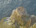Corse : deux dispositifs pour protéger la reproduction du balbuzard-pêcheur