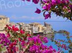 La photo du jour : le bougainvillier d'Erbalonga 