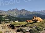 La photo du jour : Les vaches tranquilles di bocc'à San Petru