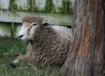 Élevage : la France s'apprête à affronter un nouveau type de fièvre catarrhale ovine 