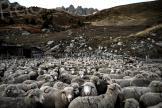 Inquiétude après la détection en France d'un nouveau type de fièvre catarrhale ovine 
