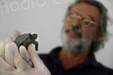 Une tortue des Galapagos est née à Ajaccio, une première en France 