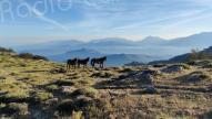 La photo du jour : les chevaux de Punta di Caldane 