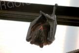 En Corse, une espèce endémique de chauve-souris menacée d’extinction 