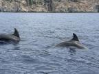 La photo du jour : les dauphins de Galeria 