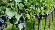 Un vignoble de Patrimonio sélectionné dans le guide Randos vin en France 