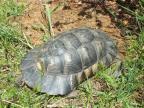 Destruction de tortues d'Hermann en Corse-du-Sud : peines réduites en appel pour l'entrepreneur ajaccien 
