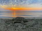 La photo du jour : tortue de... sable sur la plage de Cap Sud à Venzolasca 