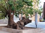 Arbre emblématique de Porto-Vecchio, le belombra a perdu un bras dans la tempête 