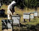 En Corse, la production de miel en crise face aux menaces environnementales 